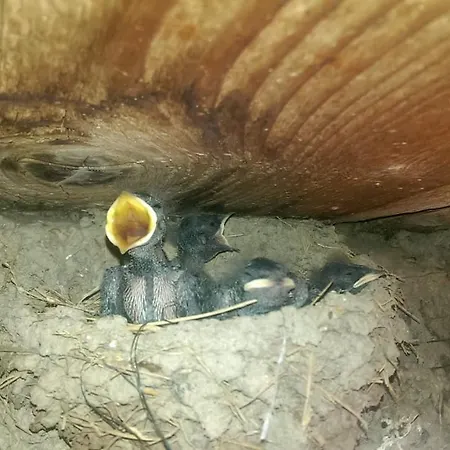 Casa Rural Vilaspasa, Alquiler Integro Vendégház